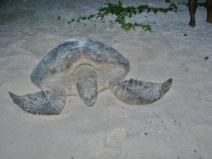 Sea Turtle heading back out to sea after nesting.